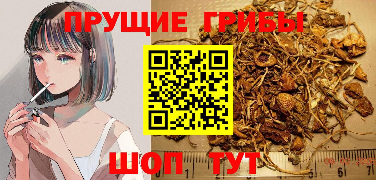 Псилоцибиновые грибы Psilocybe Искитим